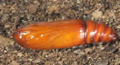 Sebzelerde Tel Kurdu İle Mücadele