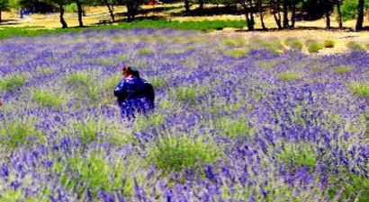 Muğla`da Lavanta ikinci Hasat