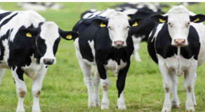 Hibe Desteğiyle Üretim Sürüyor