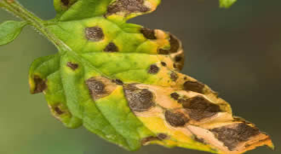 Tarımda Bilinmeyen Virüsler İçin Biyoinformatik Teknolojisi Geliştirdi