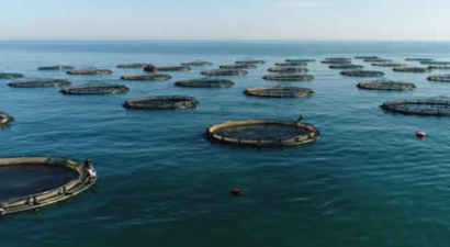 Su Ürünleri Destekleri Başvuruları İçin Son Gün