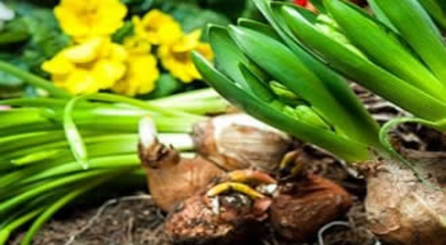 Doğal Çiçek Soğanlarının 2021 Yılı İhracat Listesi Belirlendi