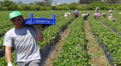 Tarımda 350 Bin İstihdam Sağlandı