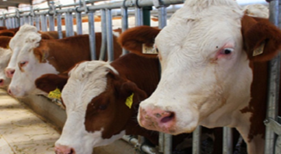 Çorum`a 708 Bin Lira Hibe Desteği