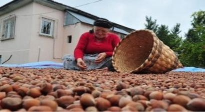 Fındık Üreticileri 2021 Yılından Umutlu