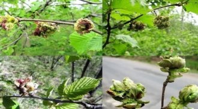 Fındık Kozalak Akarı`na Dikkat