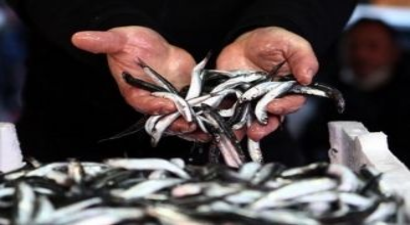 Hamsi Yasağı 10 Gün Daha Uzatılabilecek