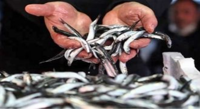 Hamsi Avı Yasağı 1 Şubat`a Kadar Uzatıldı