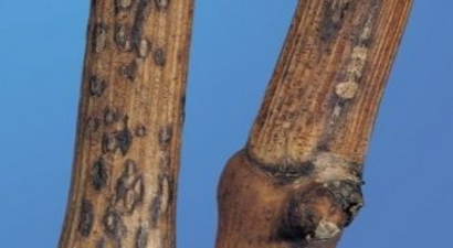 Bağlarda Ölükol Hastalığı