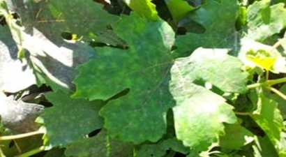 Bağlarda Phoma Çürüklüğü