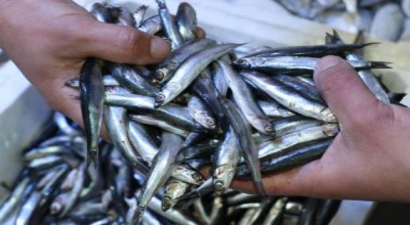 Hamsi Avı 10 Gün Durduruldu