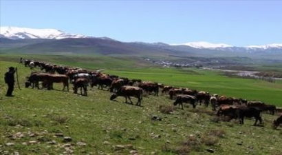 Tarım Kredi`den Üreticilere Yem Kredisi
