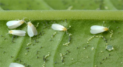 SEBZELERDE BEYAZSİNEK ZARARLISINA DİKKAT!