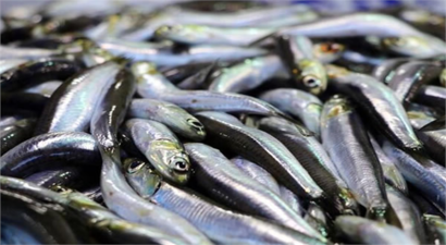 SU ÜRÜNLERİ HALİ`NDE GEÇEN AY EN ÇOK İŞLEM GÖREN BALIKLAR