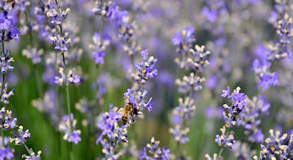 LAVANTALAR HEM İSTİHDAM HEM GELİR KAPISI OLACAK
