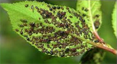 YAPRAK BİTİ NASIL YOK EDİLİR?