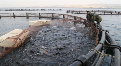 `SU ÜRÜNLERİ YETİŞTİRİCİLERİMİZE 85 MİLYON LİRALIK DESTEĞİ BUGÜN ÖDÜYORUZ`