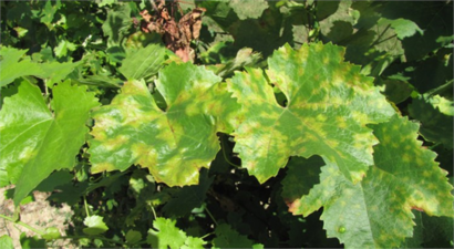 BAĞ MİLDİYÖSÜ HASTALIĞINA DİKKAT!