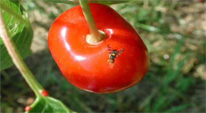 Kiraz Sineği ve Mücadelesi