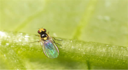 Yaprak Galeri Sineği İle Mücadele!