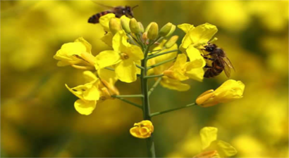 BAKAN PAKDEMİRLİ`DEN KANOLA ÜRETİCİLERİNE MÜJDE.