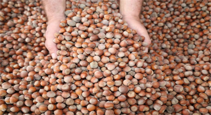 FİSKOBİRLİK YENİ SEZON FINDIK ALIMLARINA 16 AĞUSTOS`TA BAŞLAYACAK