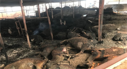 ORMAN YANGINLARI VE SEL FELAKETLERİNDE HAYVANLARI TELEF OLANLARA VERİLECEK HİBE DESTEK YETİŞTİRİCİLERİ SEVİNDİRDİ