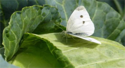 LAHANA KELEBEĞİ İLE MÜCADELEDE DİKKAT!