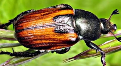 TAHILDA ZARARLI RİSKİNE DİKKAT!