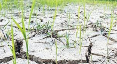 Kuraklık ve Yanlış Tarım Uygulamaları Buğday Üretiminin Geleceğini Riske Atıyor