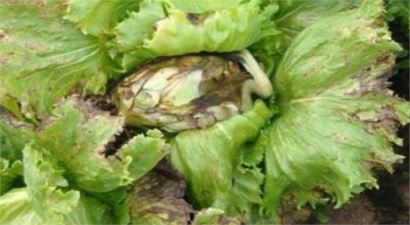 Marulda Hastalık Zararlıya Dikkat!