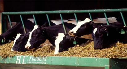 Yem Katkı Maddeleri Kararı Resmi Gazete` de!