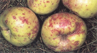 KABUKLU BİTE DİKKAT!