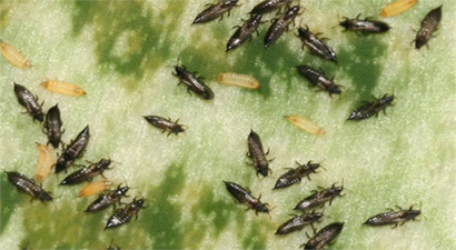 ÇİÇEK THRİPSLERİNE DİKKAT!