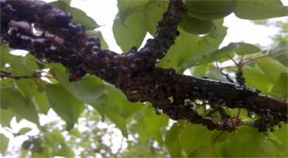 Erik Koşnili ile Mücadele