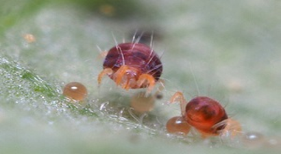 Kırmızı Örümcek İle Mücadele Yöntemleri