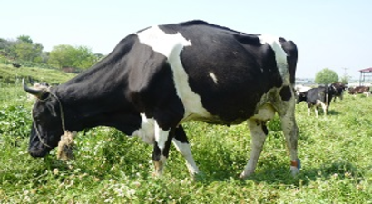 Büyükbaş Hayvancılık Desteklerinde Değişiklik!