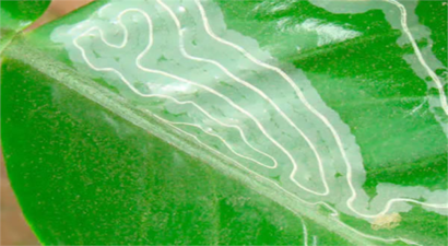 Turunçgil Yaprak Galeri Güvesi Mücadelesi