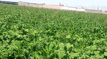 468 MİLYON TL`LİK PANCAR SULAMA AVANSI ÖDEMELERİ BUGÜN YAPILACAK