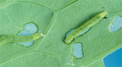 YAPRAK GÜVESİNE DİKKAT!