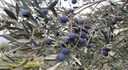 Sofralık Zeytin İhracatında Tarihi Rekor