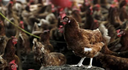 Cezayir Kuş Gribiyle Mücadele İçin 20 Milyon Doz Aşı Aldı