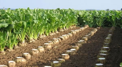 Tokat`ta Afrikalı Öğrenciler Pancar Hasadına Katıldı