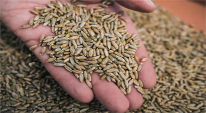 KURAKLIĞA KARŞI YENİ BİR ÇAVDAR ÇEŞİDİ ÜRETİLDİ