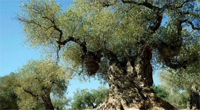 Kerkük`te 140 Yıllık Zeytin Ağacı 8 Bin Dolara Satışa Çıkarıldı
