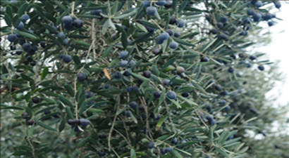 Edremit`te Hasada Katılan 150 Öğrenci Zeytinin Dalından Sofraya Yolculuğuna Tanıklık Etti