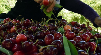 Amasya`da Çiftçilere 22 Bin Kiraz Fidanı Dağıtıldı