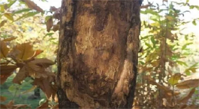 Kestane Kanseriyle Mücadele!