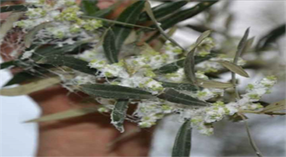 ZEYTİN GÜVESİYLE MÜCADELE!