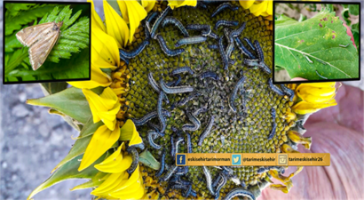 ÇAYIR TIRTILI İLE MÜCADELE!